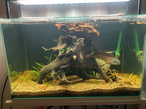 バイオレットスネークヘッド