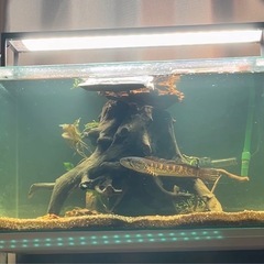 バイオレットスネークヘッドの画像