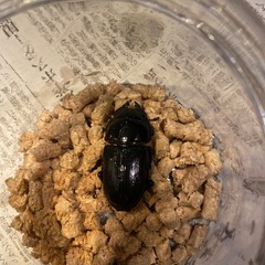 ゴードン血統　オオクワガタ♀の画像