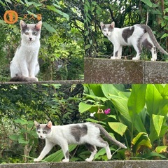 急募! 突然、家の庭に子猫が4匹困っています。