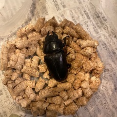 ゴードン血統　オオクワガタ♀の画像