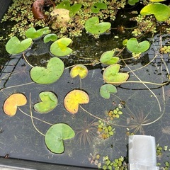水草各種差し上げます
の画像