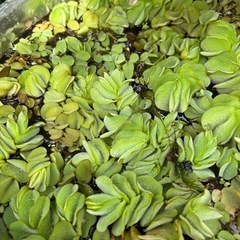 水草各種差し上げます
の画像