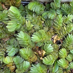 水草各種差し上げます
の画像