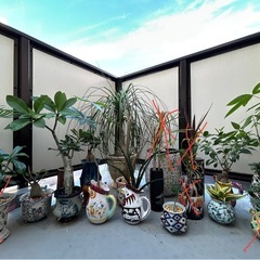 ②イタリア陶器、九谷焼、塊根植物、観葉植物の画像