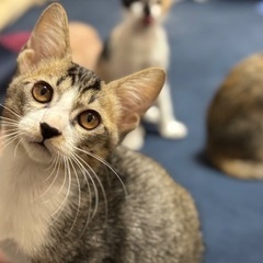 温厚で優しいイケメンな子猫