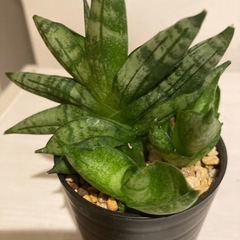 サンスベリア　ボンセレンシス　スーパー
ドワーフ　（お話し中）の画像