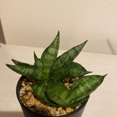 サンスベリア　ボンセレンシス　スーパードワーフ
の画像