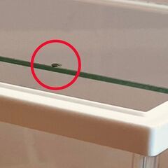 GEX アクリル水槽 30L（ガラスふた付）の画像