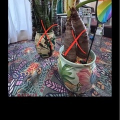 ②イタリア陶器、九谷焼、塊根植物、観葉植物の画像