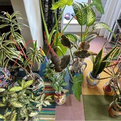 ②イタリア陶器、九谷焼、塊根植物、観葉植物の画像