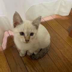 可愛いシャム系猫兄妹