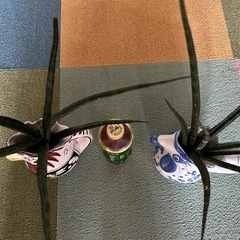 イタリア、ピッチャー、観葉植物　の画像