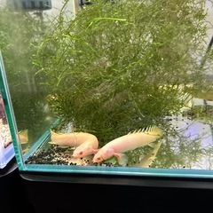 ポリプテルスセネガルの画像