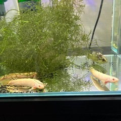 ポリプテルスセネガルの画像