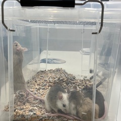 活ヤワゲネズミ（コロニー）の画像