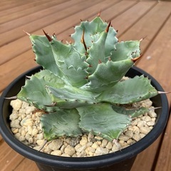 アガベ甲蟹の画像