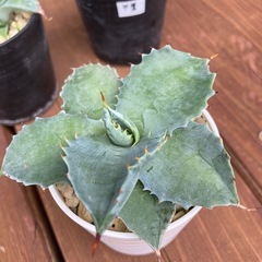 アガベ甲蟹の画像