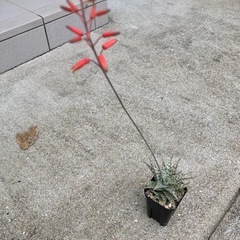アロエブリザードの画像