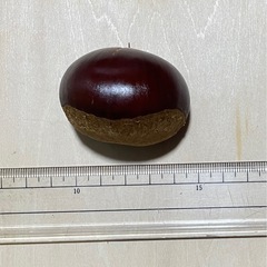 本日限定🌰栗🌰利平の画像