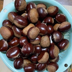 本日限定🌰栗🌰利平の画像