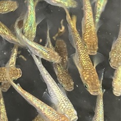 メダカ　金平糖ゴールド　20匹の画像