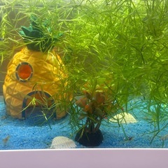水草　ナヤスの画像