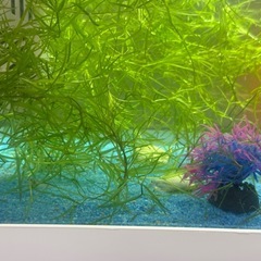 水草　ナヤスの画像