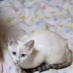 里親募集　2匹