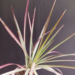 500円　ドラセナ　コンシンネ　レインボー　3号ポット苗　観葉植物の画像