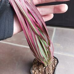 500円　ドラセナ　コンシンネ　レインボー　3号ポット苗　観葉植物の画像