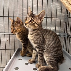 🐾幸運を呼ぶ猫たちの里親さん募集🐾