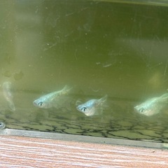 残：３）　★メダカ元気‼️🐟ドス赤のPSB  　 の画像