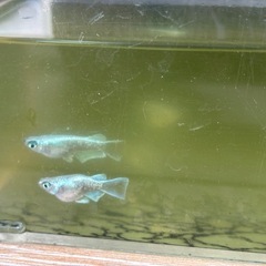 メダカ元気🐟PSBの画像