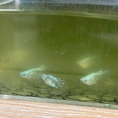 メダカ元気🐟PSBの画像