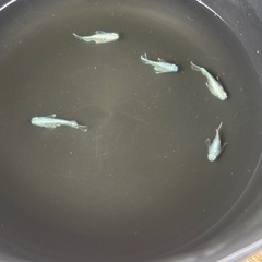 メダカ元気🐟PSBの画像