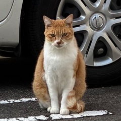 お外で頑張った茶白くん！お家探し中！