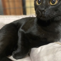 飼い主さん募集しています！