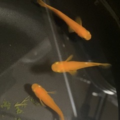 メダカ無人販売
の画像