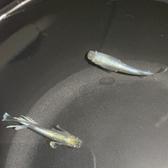 メダカ無人販売
の画像