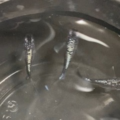 メダカ無人販売
の画像