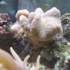 オオウミキノコ（ノーマルタイプ）の画像