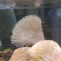 ウミキノコ（2025/8/20株分け個体）の画像