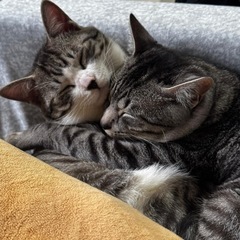 猫ちゃんの画像