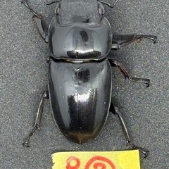 パラワンオオヒラタ(RR赤眼Kuniパラワン)新成虫トリオ(♂1・♀2)の画像