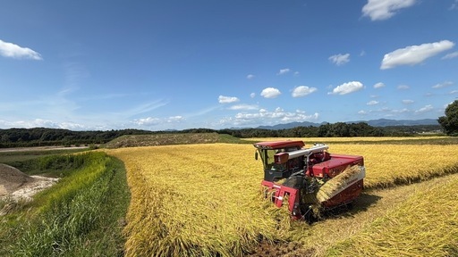 受付停止 令和7年産 コシヒカリ　玄米1袋30キロ　配達可能