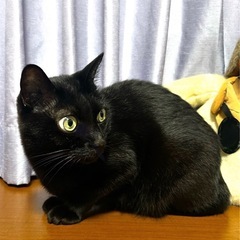 10/5（日）迄に決まらなければ処分されることになりました…
