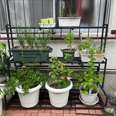  プランターラック アイアン ガーデンラック 屋外園芸棚 花立て 屋内保存棚 花置き棚 鉄製 フラワースタンド 錆びない 2段 3段 植木鉢置き 組み立てが簡単 排水性良い 根腐れ防止 超耐荷重 屋外 室内 便利 ファッション (3段+ハンガーポール, 幅:120cm) の画像