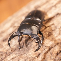 【後食済】パリーオオクワガタ　ペアの画像