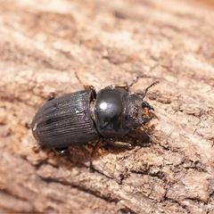 【後食済】パリーオオクワガタ　ペアの画像